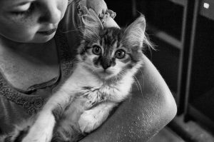Cat Adoptions @ Petco